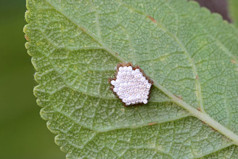 Uova di Reduviidae: Rhynocoris sp.